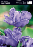 Tulipan Blue Parrot 5 szt.