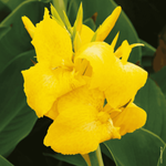 Kanna żółta 1 szt.