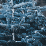 Świerk srebrny kłujący 'Misty Blue' - Sadzonka 25-30 cm