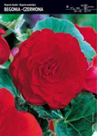 Begonia Podwójna - Czerwona 1 szt.