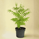 Tablina Jarzębolistna Sem