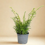 Cis Pospolity Elegantissima