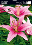 Lilia Azjatycka Manado 1 szt.