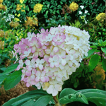 Hortensja bukietowa 'Vanilla Frise' - Sadzonka 30-40 cm