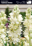 Tuberoza Wonna - 1 szt.