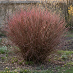 Wierzba Purpurowa Nana (Salix Purpurea Nana)