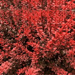 Berberys Thunberga 'Red Pillar' – Sadzonka 15-25 cm