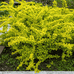 Berberys Thumberga Tiny Gold