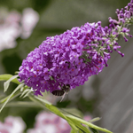 Budleja Davida 'Candy Little Purple' – Sadzonka 25-30 cm