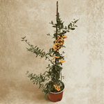 Ognik Szkarłatny Orange Charmer 