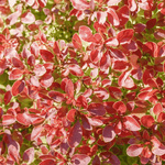 Berberys Thunberga 'Coronita' – Sadzonka 15-25 cm