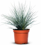 Kostrzewa sina – niebieska trawa - 15 szt. pakiet 