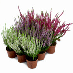 Pakiet wrzosów – 9 sztuk (3 odmiany x 3 szt.)