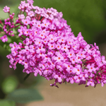 Budleja Davida 'Candy Little Pink' – Sadzonka 30-40 cm