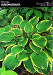 Funkia 'Aureomarginata' – 1 szt.