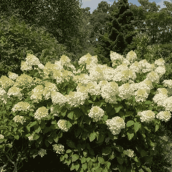 Hortensja bukietowa 'Silver Dollar' – Sadzonka 30-40 cm