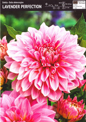 Dalia Lavender Perfection -1 szt.