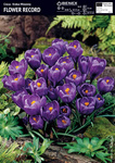 Krokus Wielkokwiatowy Flower Record 10 szt.