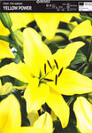 Lilia Azjatycka Yellow Power 1 szt.