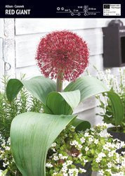Allium - Czosnek ‘Red Giant’ - 3 szt.
