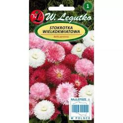 Stokrotka pospolita wielkokwiatowa – mix – 0,1 g Legutko