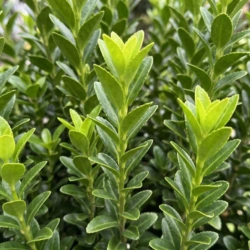Trzmielina Japońska Green Spire (Euonymus Japonica Green Spire)