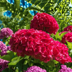 Hortensja Ogrodowa 'Sibilla' – Sadzonka 20-30 cm