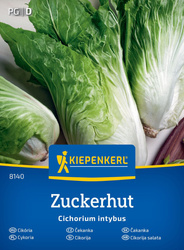 Cykoria Zuckerhut Kiepenkerl