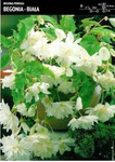 Begonia Kaskadowa - Biała 3 szt.