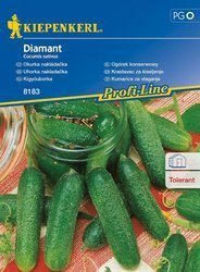 Ogórek konserwowy Diamant F1 Cucumis sativus