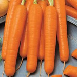 Marchew Flyaway odporna - Kiepenkerl