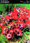 Tulipan Little Beauty 20 cebulek
