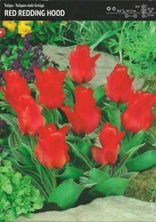 Tulipan ‘Red Riding Hood’ - 7 szt.
