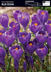Krokus Wielkokwiatowy Blue Ocean 10 szt.