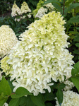 Hortensja Bukietowa 'Bobo' – Sadzonka 30-40 cm