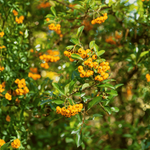 Ognik Szkarłatny Soleil d`Or