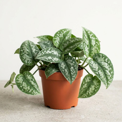 Scindapsus pstry M (Scindapsus pictus 'Trebie')