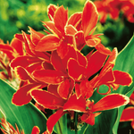 Kanna żółto-czerwona 1 szt.