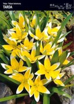Tulipan Tarda 30 cebulek