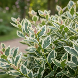 Trzmielina Japońska Kathy (Euonymus Japonica Kathy)