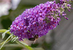 Budleja Davida 'Candy Little Purple' – Sadzonka 25-30 cm