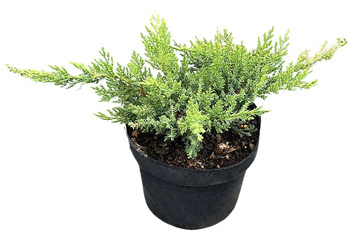 Jałowiec Sabiński 'Tamariscifolia' – Sadzonka 20-30 cm
