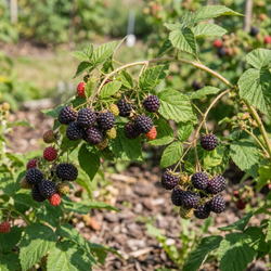 Malina Czarna Black Jewel (Rubus Idaeus Black Jewel)