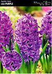 Hiacynt pełny lili purple - 4 cebulki