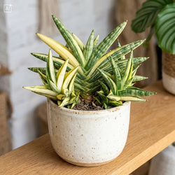 Sansewieria (Sansevieria Francisii Variegata)
