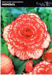 Begonia Dwukolorowa Marmorata 1 szt.