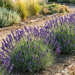 Lawenda Wąskolistna Hidcote Blue Lavandula Angustifolia Hidcote Blue)
