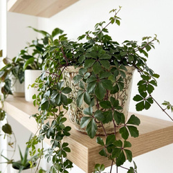 Ciccus pasiasty (Cissus striata)
