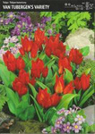 Tulipan van Tubergen_s Wariety - 30 szt.