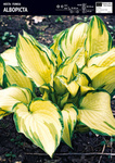 Funkia 'Albopicta' – 1 szt.
